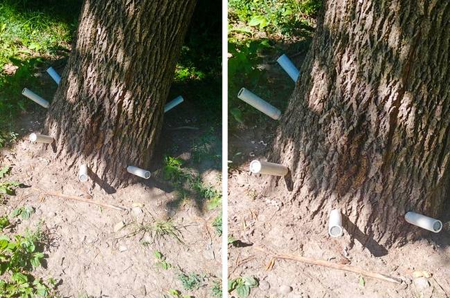 Fa vakcinázás: ezzel a módszerrel megakadályozható, hogy a fák a bogarak és kártevők miatt elpusztuljon.