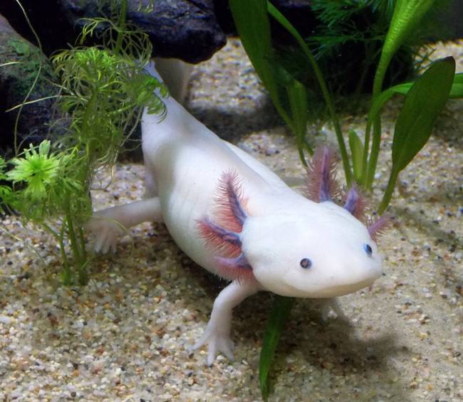 A mexikói axolotl képes agyat növeszteni.