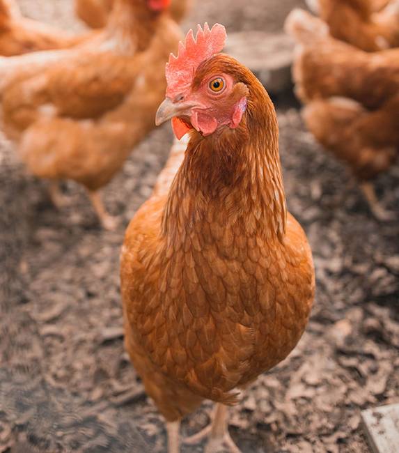 13 meglepő tény hétköznapi ételeinkről, amelyek különleges történetet rejtenek