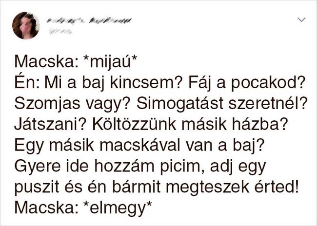 20 Tweet, ami bizonyítja, hogy a macskák mellett sosem lehet unatkozni