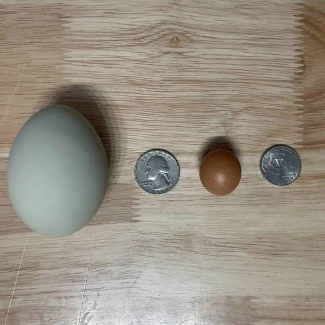 Hasonló dolgok és különbségek 007