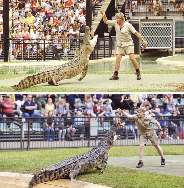 Robert Irwin ugyanazt a krokodilt eteti, ugyanazon a helyen, mint apja, Steve Irwin 15 évvel ezelőtt.