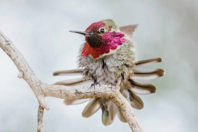 kolibri