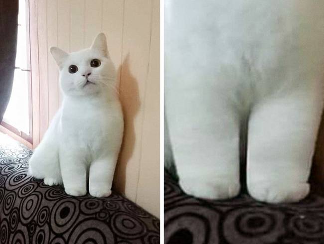 A tappancsainak cukisága még a Tejútrendszer másik végéből is látható.