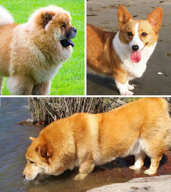 Csau csau + corgi