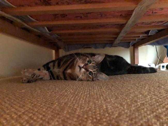 „Váratlanul egy macskát találtam az ágy alatt a lakásban, amit az Airbnb-n foglaltam."