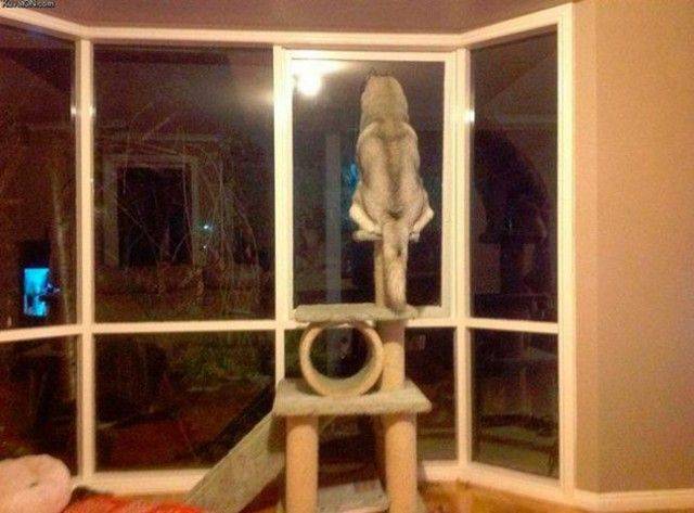 Nem egy megszokott husky viselkedés.