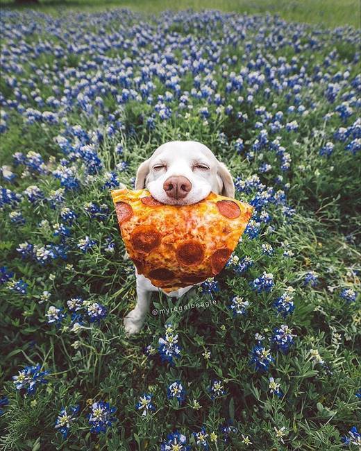A kutyák nyelvében a „boldogság" és az „élelmiszer" szinonimái egymásnak.