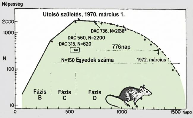 Univerzum-25: Egy egérkísérlet, amely megmutatta, mi vár az emberiségre túlnépesedés esetén