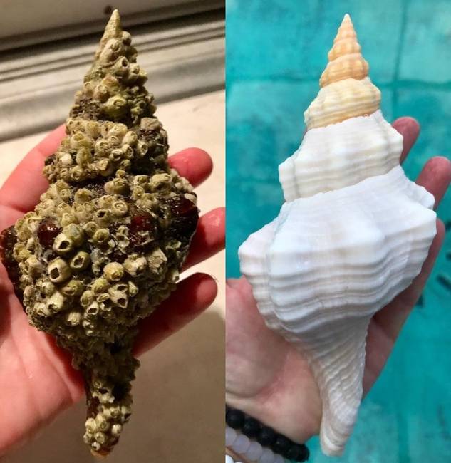 A tengeri kagylók nem mindig néznek ki túl szépen, amikor megtaláljuk őket, de egy kis tisztítás után...😯