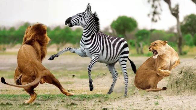 Zebragoló emberek 014