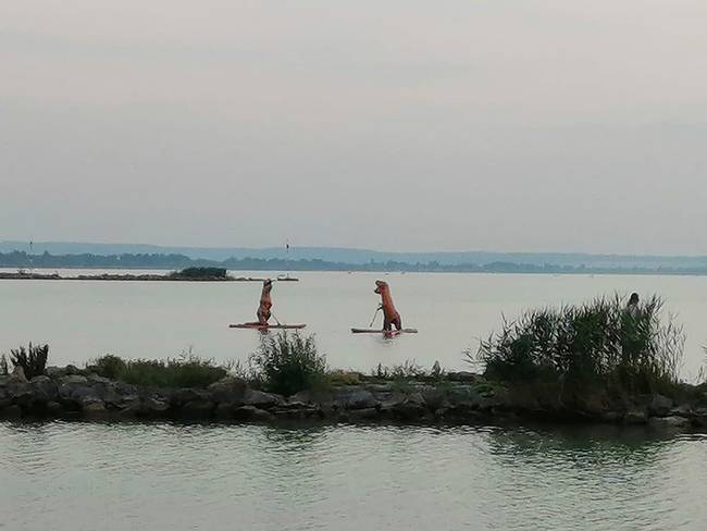 A karantén alatt a Balaton élővilága is regenerálódott. (Fonyód)