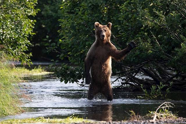 Kihirdették a Comedy Wildlife fotópályázat döntőseit, és ez a 30 állat biztos, hogy Téged is meg fog nevettetni