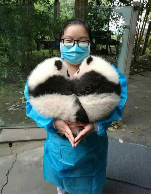 Panda szerelem...❤