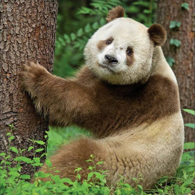 Egyetlen egy barna panda él a világon. A 7 éves Qizai Kínában, egy rezervátumban lakik.