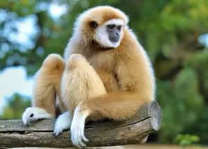 Fehérkezű gibbon