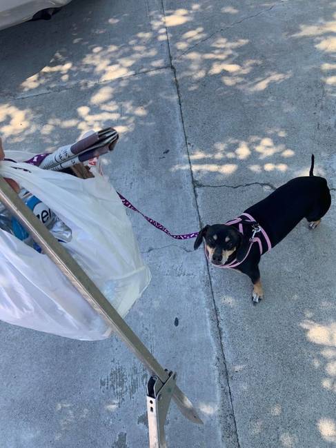 „Minden reggel gyűjtöm a szemetet kutyasétáltatás közben.''