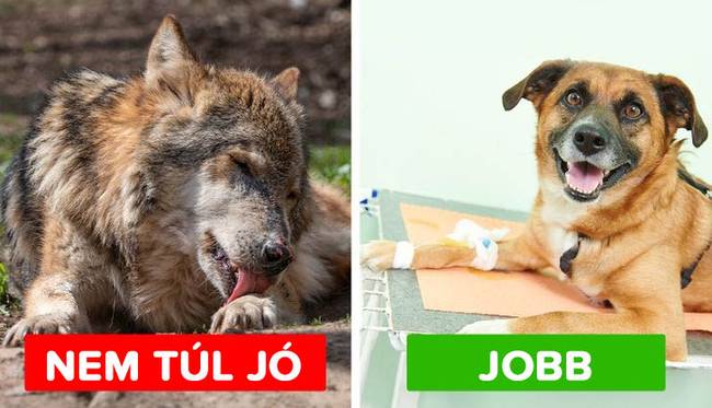 tévhit: az állatok nyála felgyorsítja a sebgyógyulást.