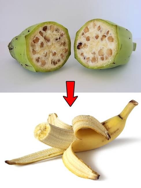 Banán