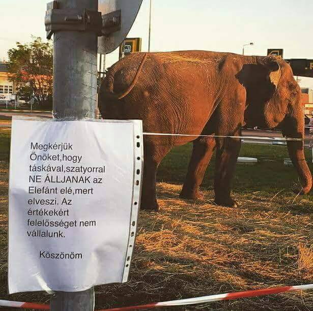 Milyen világ az, ahol már az elefántokban sem lehet megbízni?