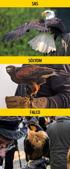Sas, sólyom vagy falco?