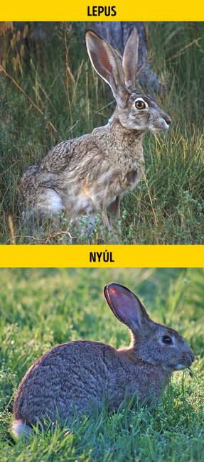 Lepus vagy nyúl?