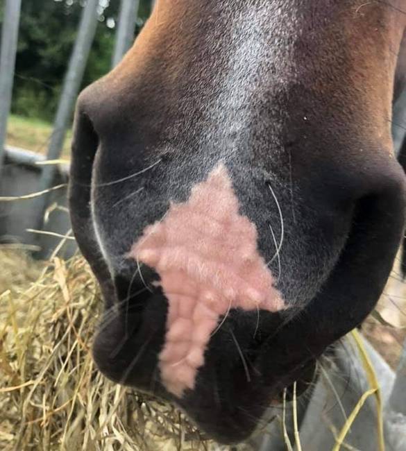 Ennek a lónak egy nyíl van az orrán.
