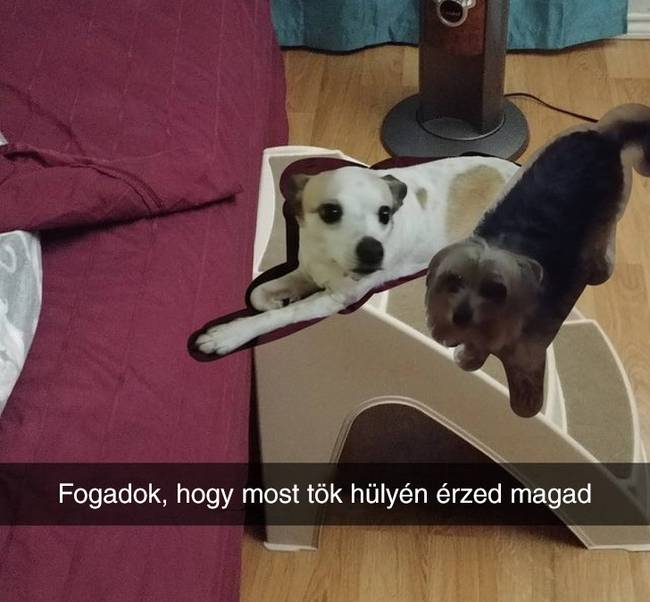 „A menyasszonyom szerint hülyeség volt a létra, amit a kutyáknak vettem, mert még csak nem is használják. Hetekig tartó edzés után végül ezt a képet küldtem neki.”