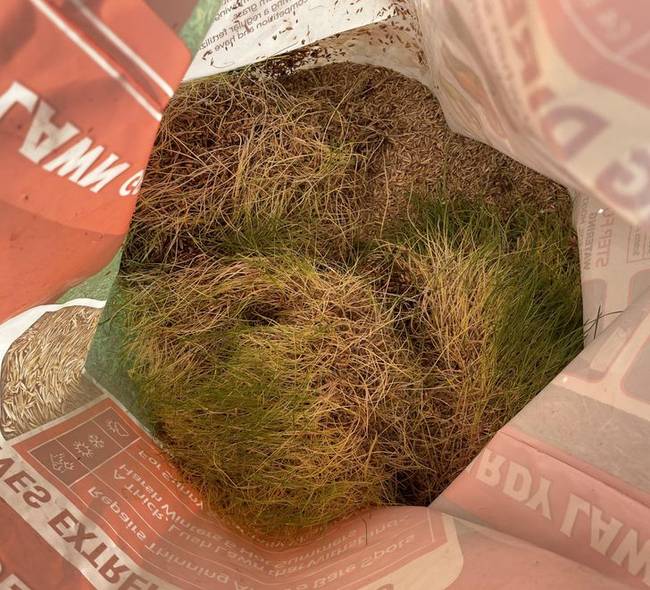 „Kinthagytam egy zacskó fűmagot az esőben."