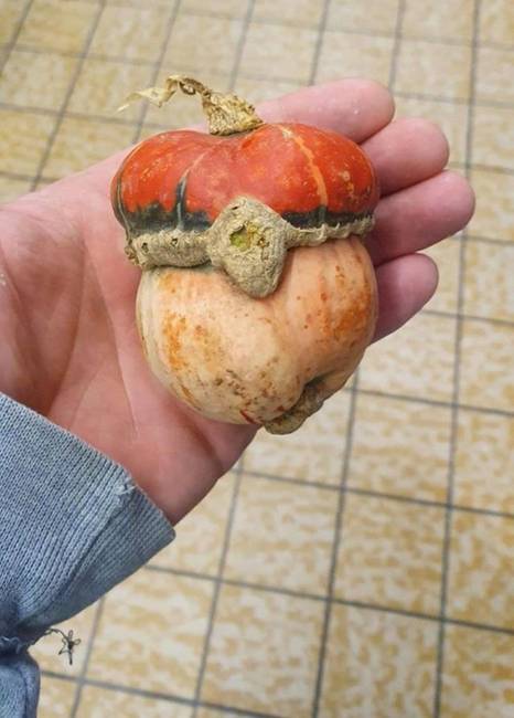 „Találtam egy tököt, ami úgy néz ki, mint egy Poké-labda."