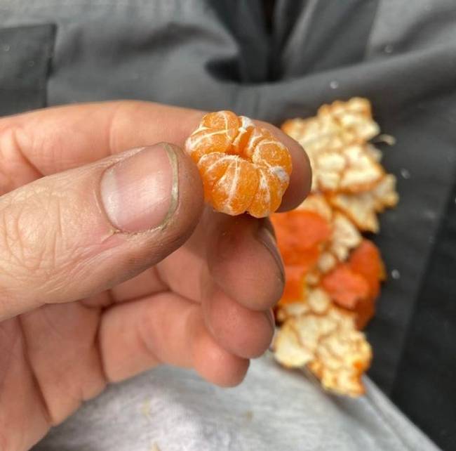 „Ezt a bébimandarint egy nagy mandarin belsejében találtam."