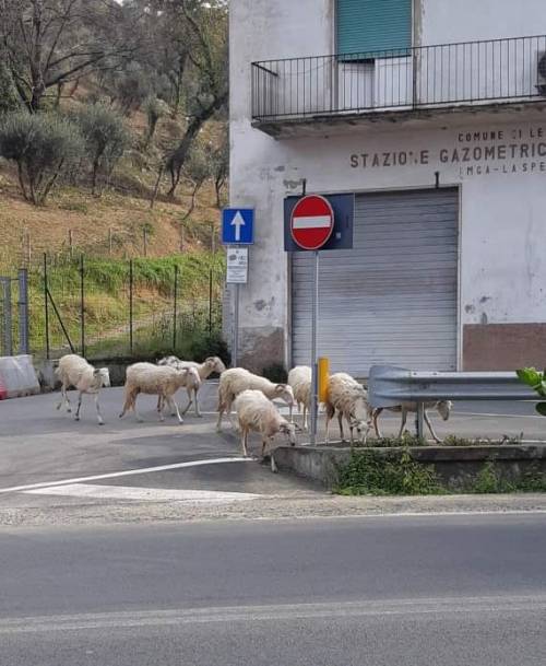 Egy másik olasz városban juhok sétálgatnak az úton.