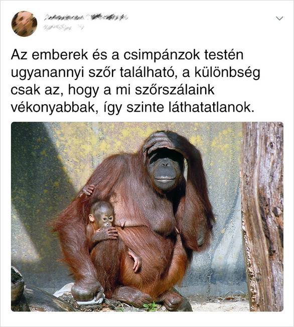 Ember és Csimpánz Szőre