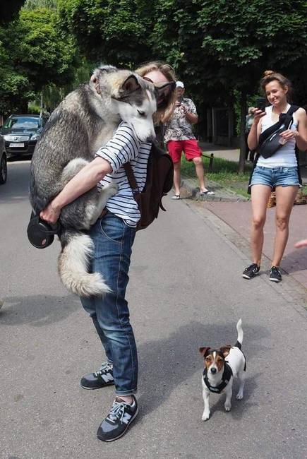 Ijedt kutyak 6