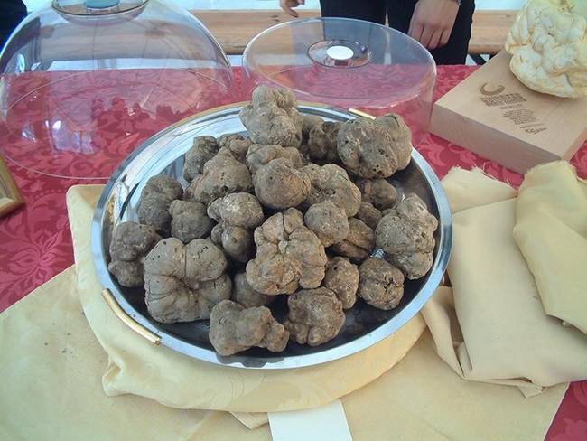 Fehér szarvasgomba: 2000 dollár / 0,5 kg