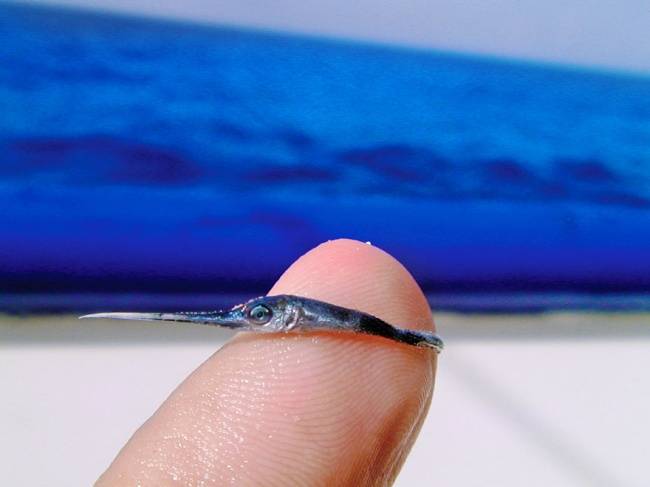 Bébi-kardhal.