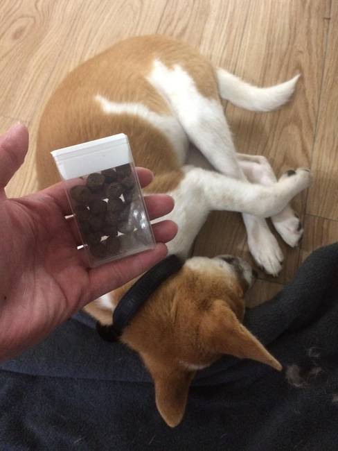Egyszerűen magunkkal vihetjük a sétáláshoz a jutalomfalatokat, ha egy üres TicTac tartóba tesszük azokat - így a kutyust sétálás közben is taníthatjuk.