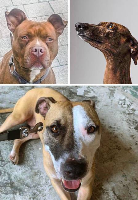 Pitbull + agár