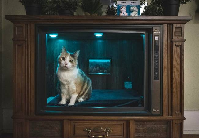 Egy régi tévéből hozta létre ezt a minden igényt kielégítő macskafekhelyet, melyet a cica születésnapján adott át.