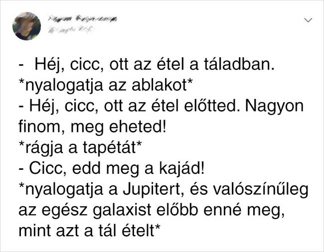A Te macskád is tetteti, hogy vak?