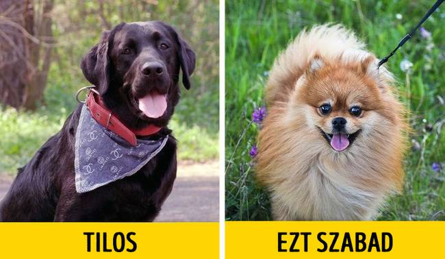 Emberekre veszélyes kutyák azonban nem tarthatók.