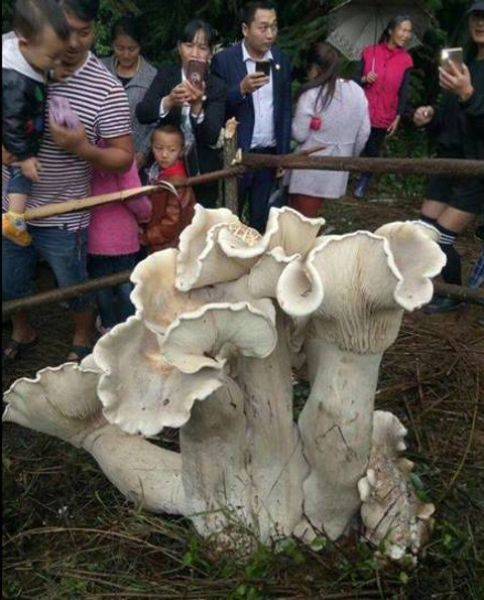 „A gombák királya" - 83,5 cm magas, 50 kilogramm súlyú gomba, Kínában.