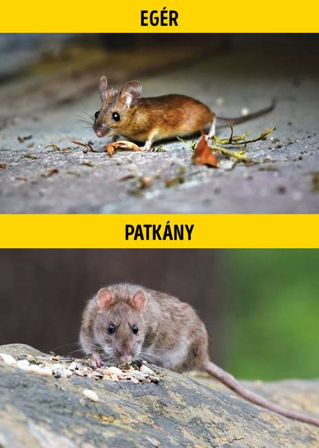 Egér vagy patkány?