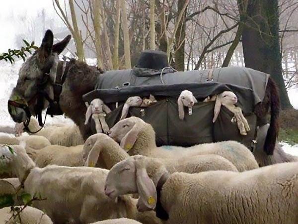 „Ma megtudtam, hogy Olaszországban vannak olyan ''szamár dajkák'', akik az újszülött bárányokat szállítják le és föl a hegyi legelőkre.''