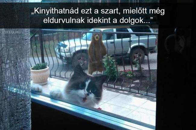 20 röhejes macskás Snapchat-üzenet, ami még a legpocsékabb napot is felvillanyozza