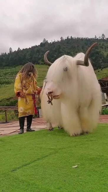 Ez a fehér jak Tibetben található.