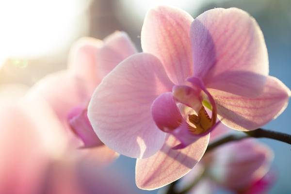 Orchidea