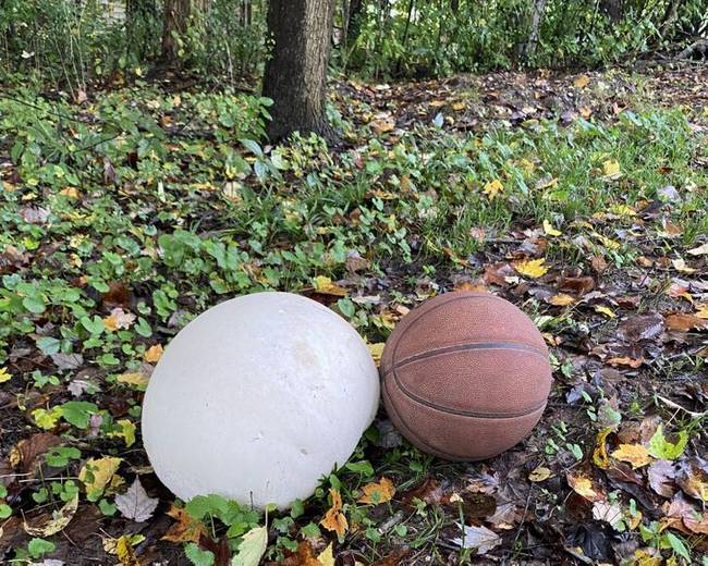 „Egy ilyen hatalmas gomba nőtt az udvaromon. A kosárlabda csak az összehasonlítás végett."