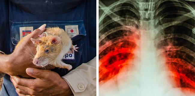 Patkányok, taposóaknák és tuberkulózis.