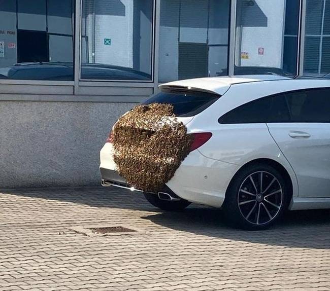 „A munkatársam kocsija. Igen, ezek méhek."